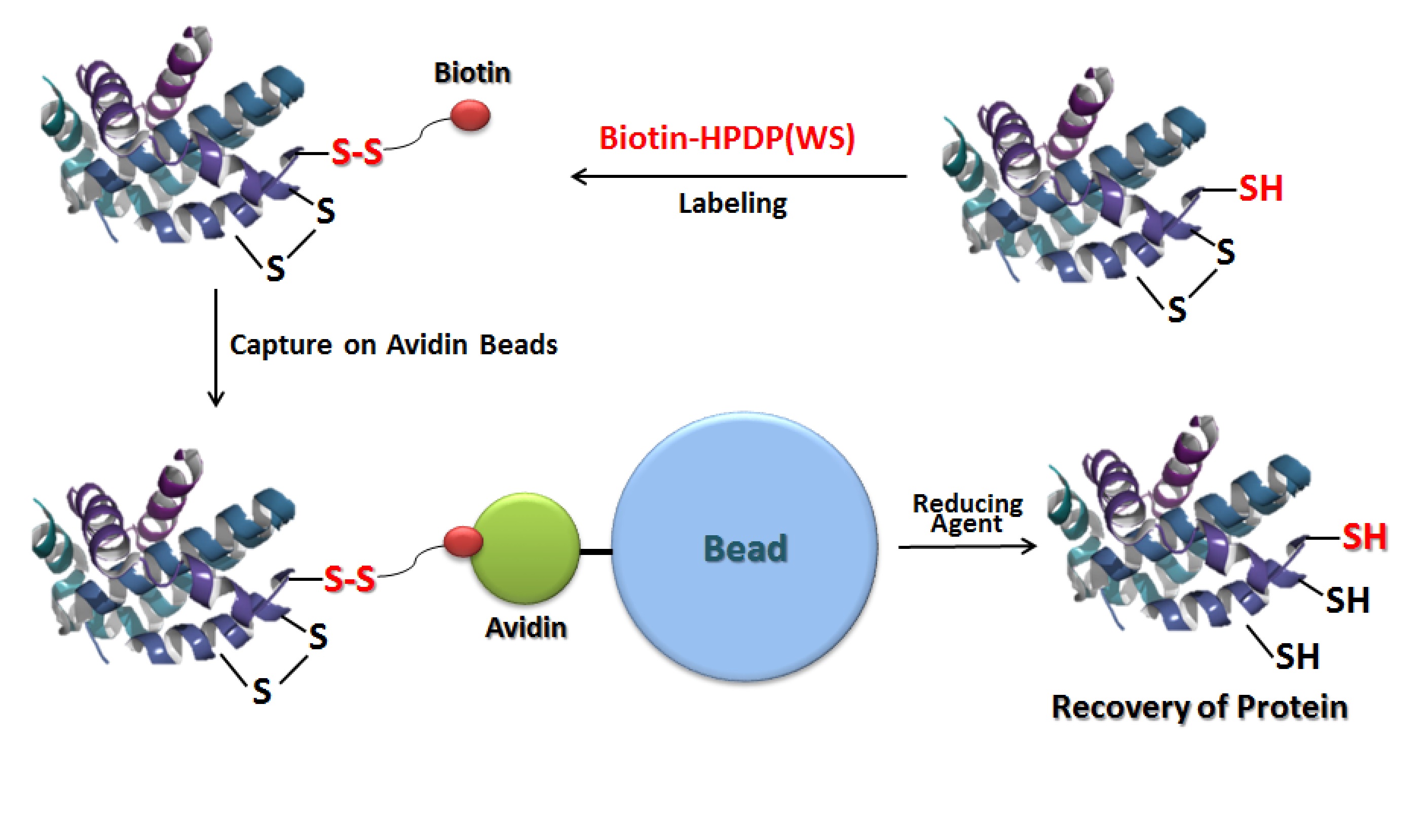 - SulfoBiotics - Biotin-HPDP(WS) Solution | Dojindo